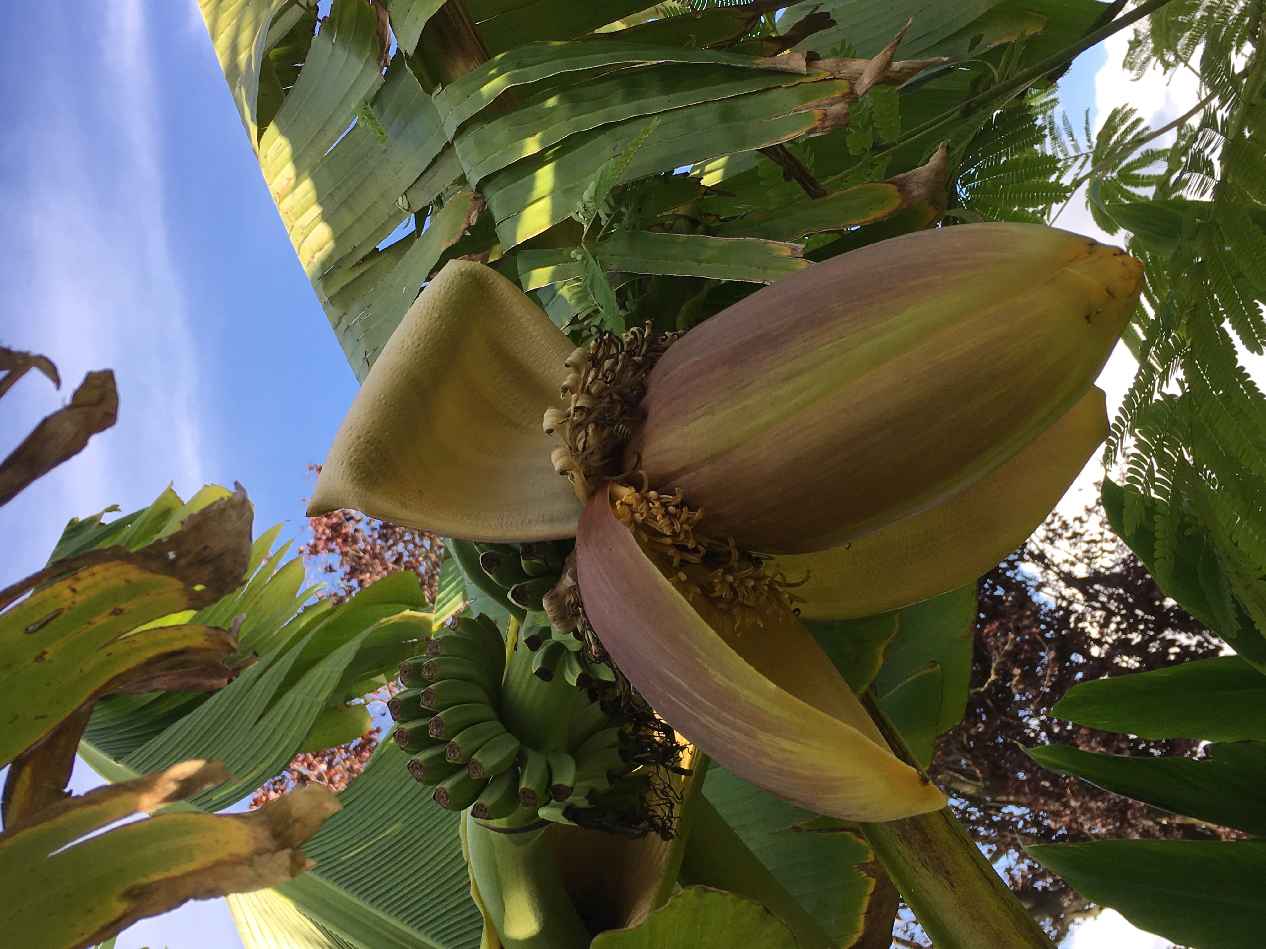 intellectueel Evenement dood Bananenplanten - Plantenkwekerij De Zwart